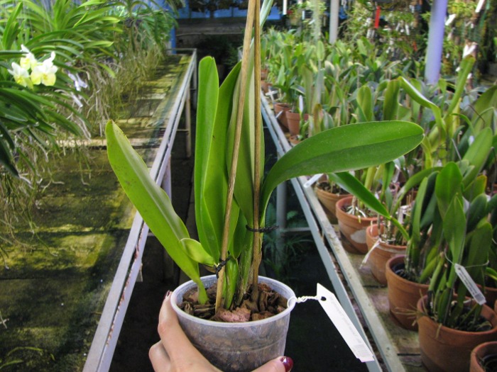 Brassolaeliocattleya Taiwan Ruby 'Taiyoung #6'.JPG