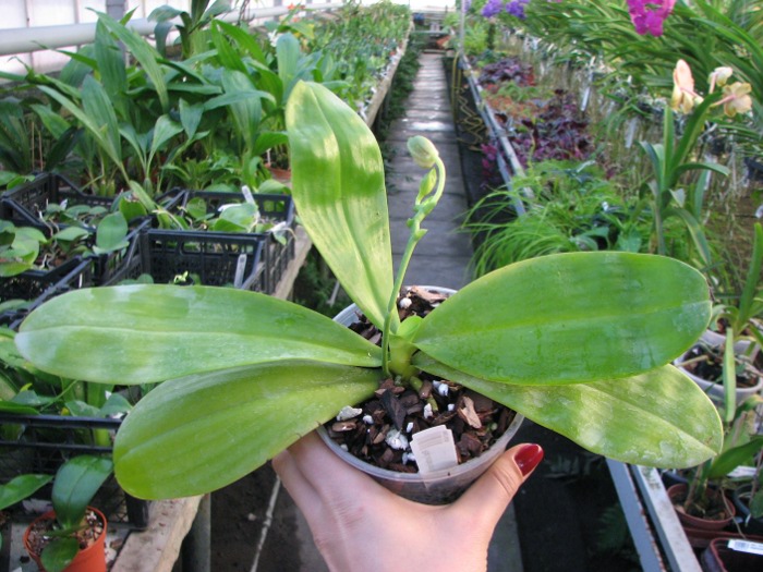 Phalaenopsis amboinensis var. flavida.JPG