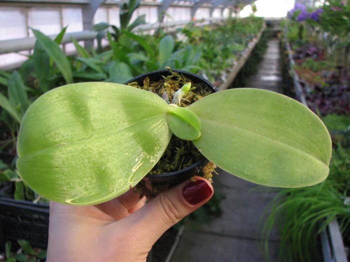 Phalaenopsis KS Happy Eagle.JPG