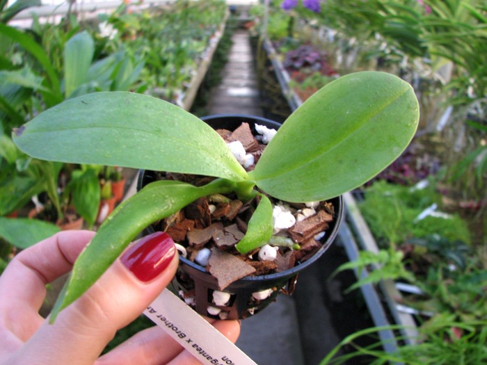 Phalaenopsis gigantea x Brother Ambo Passion.JPG