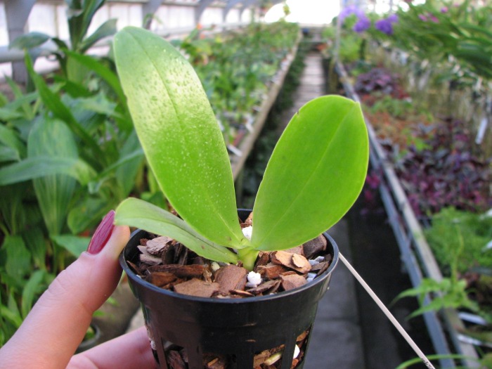 Phalaenopsis Orchid World.JPG