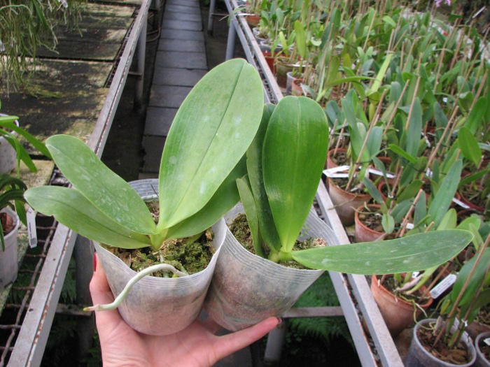 Phalaenopsis Orchid World 'Bonnie Vasquez'.JPG