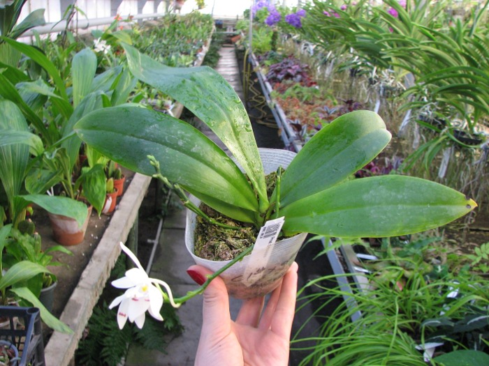Phalaenopsis tetraspis.JPG