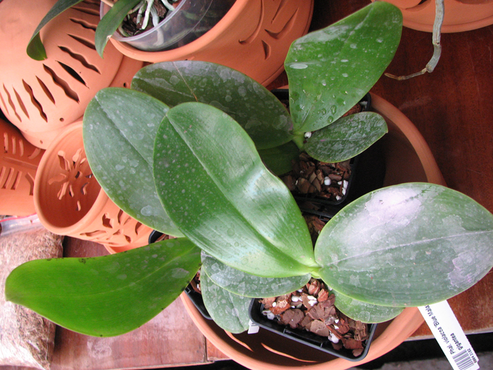Phalaenopsis violacea 'Blue Malaysia' x gigantea.jpg