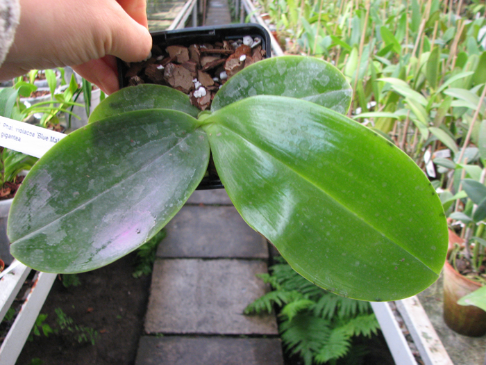 Phalaenopsis violacea 'Blue Malaysia' x gigantea.jpg