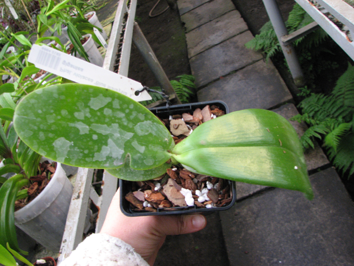 Phalaenopsis violacea 'Blue Malaysia' x gigantea.jpg