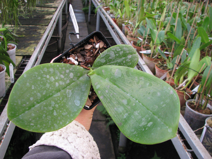 Phalaenopsis violacea 'Blue Malaysia' x gigantea.jpg