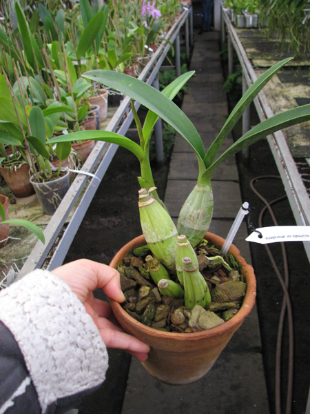 Laelia autumnalis var atrorubens.jpg