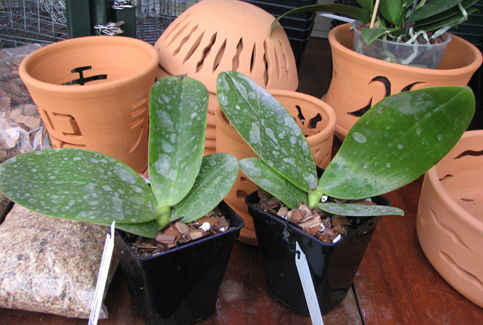 Phalaenopsis violacea 'Blue Malaysia' x gigantea.jpg