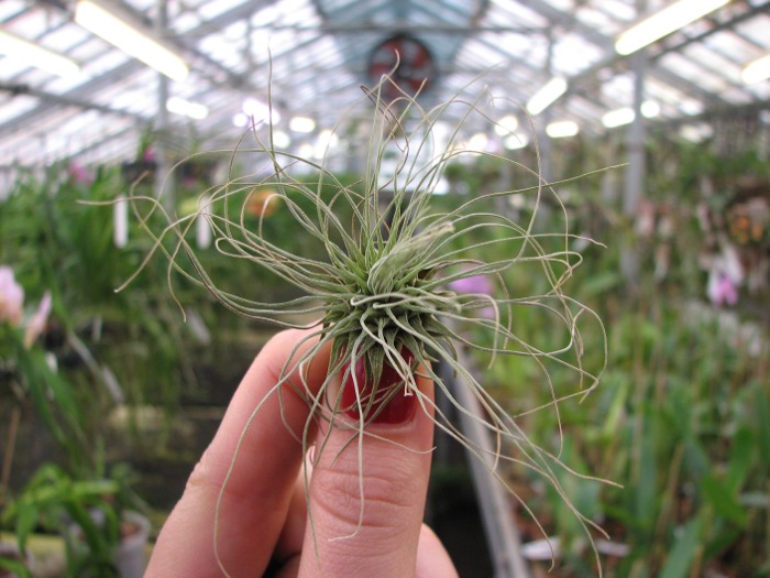 Tillandsia fuchsii var. gracilis.JPG