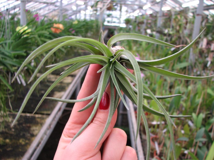 Tillandsia velutina.JPG