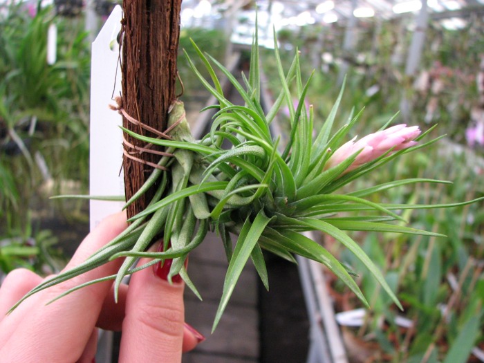 Tillandsia montana.JPG