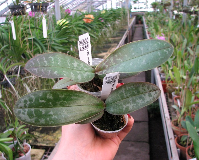 Phalaenopsis stuartiana yellow x sib.JPG