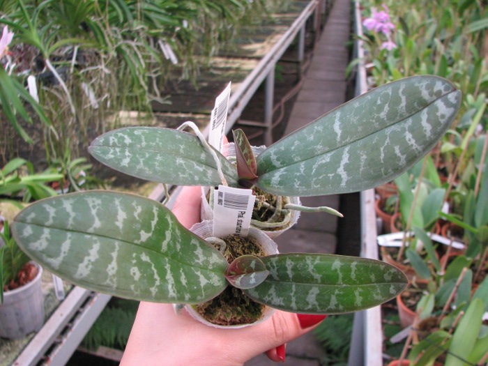 Phalaenopsis stuartiana (green x yellow).JPG