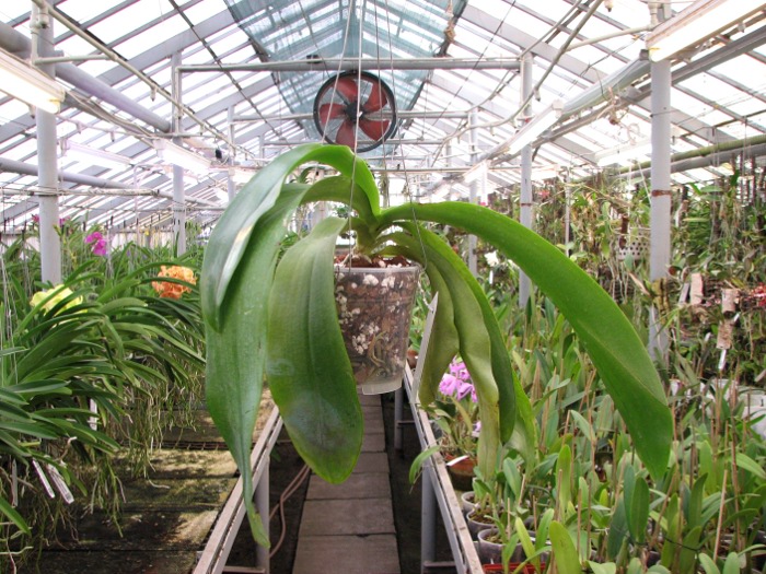 Phalaenopsis Joey (gigantea x lueddemanniana).JPG