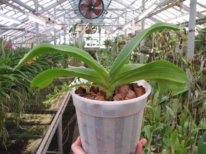 Rhynchostylis gigantea white.JPG