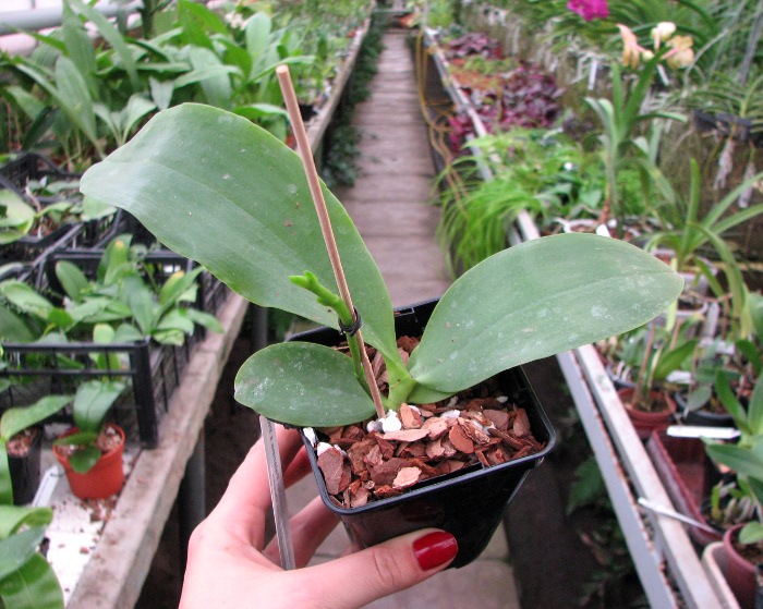 Phalaenopsis Jennifer Palermo x Phalaenopsis LD's Bear Queen.JPG