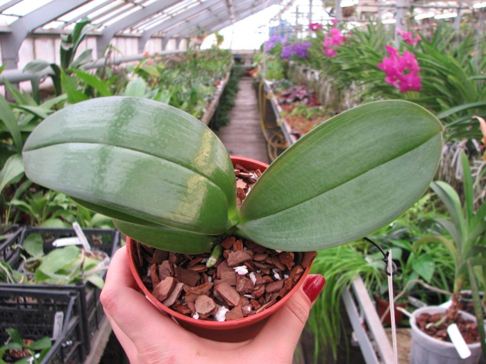 Phalaenopsis Mituo Sun x Phalaenopsis Prima B.B..JPG