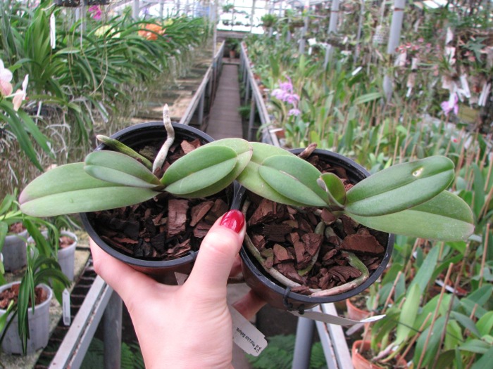 Doritaenopsis Lius Sakura.JPG