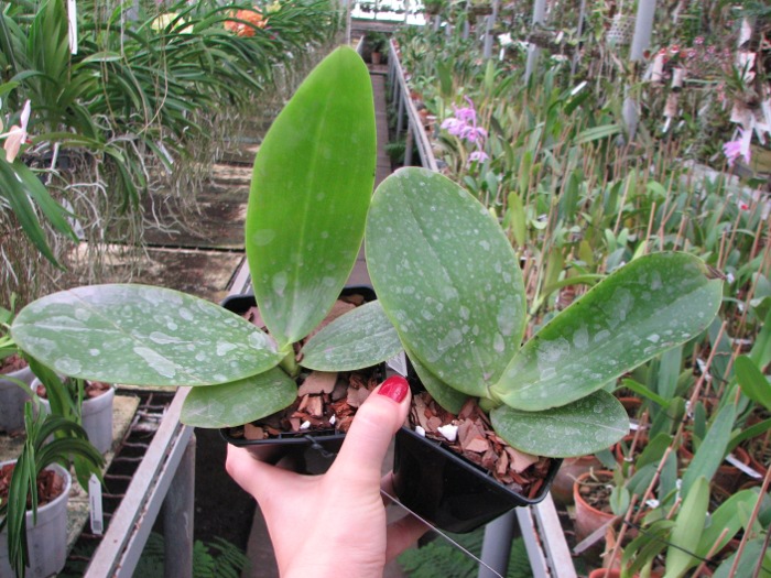 Phalaenopsis violacea 'Blue Malaysia' x gigantea.JPG