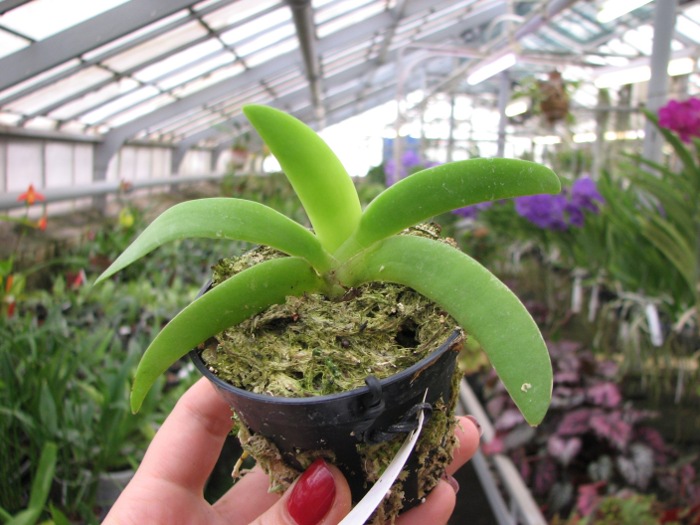 Angraecum leonis.JPG
