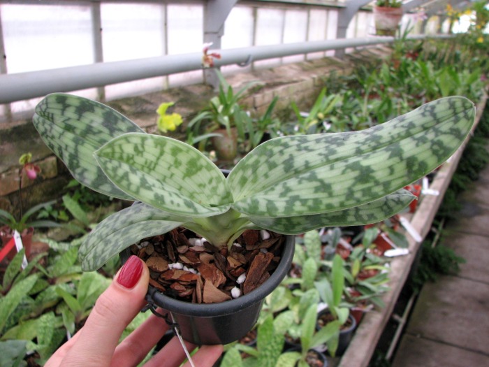 Paphiopedilum Maudiae alba.JPG