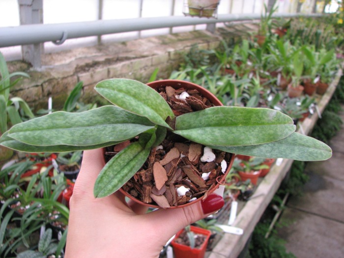 Paphiopedilum bellatulum x spicerianum.JPG