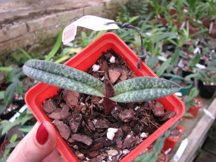 Paphiopedilum armeniacum.JPG