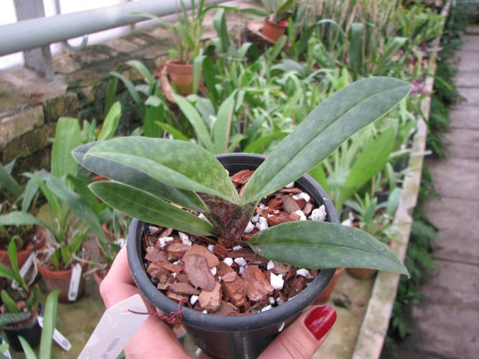 Paphiopedilum venustum.JPG
