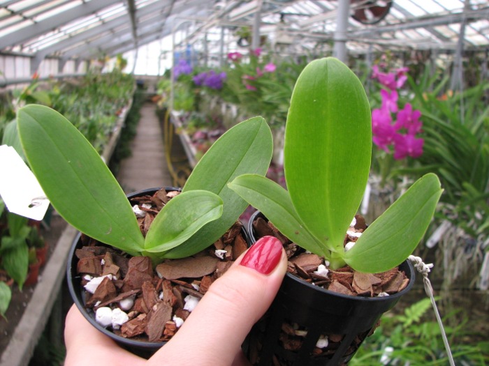 Phalaenopsis Orchid World.JPG