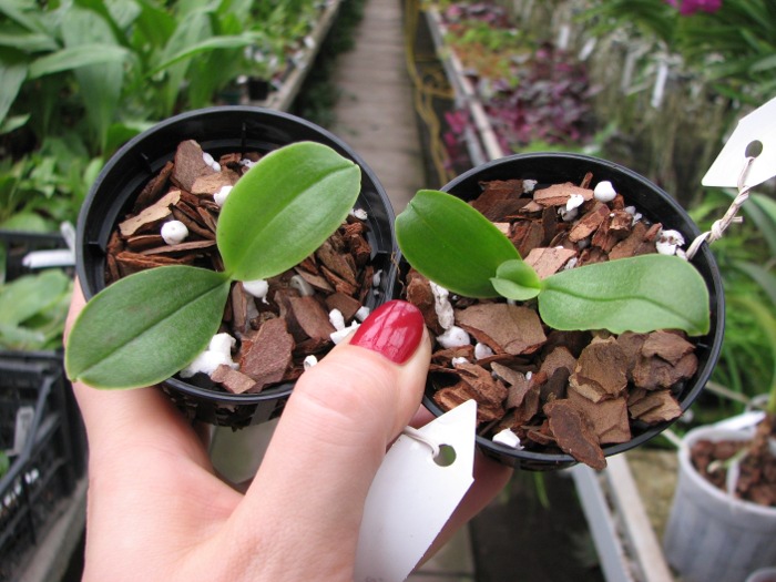 Phalaenopsis bellina 'blue'.JPG
