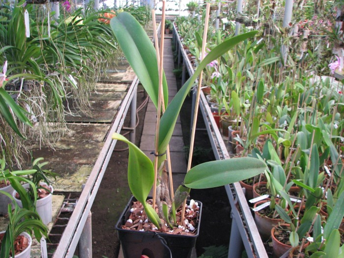 Cattleya Moscombe x Brassolaeliocattleya Ports of Paradise 'Emerald Isle' x Brassavola digbyana 'Mr. Pig'.JPG