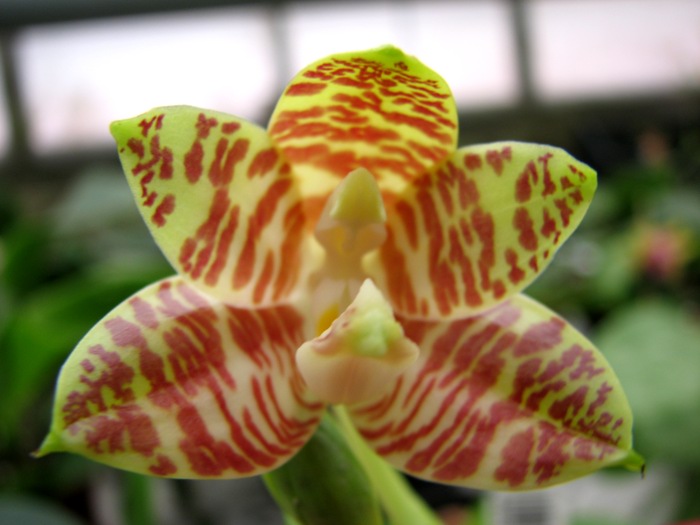 Phalaenopsis amboinensis var. flavida.JPG