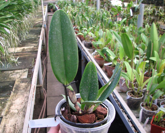 Cattleya mendelii.JPG