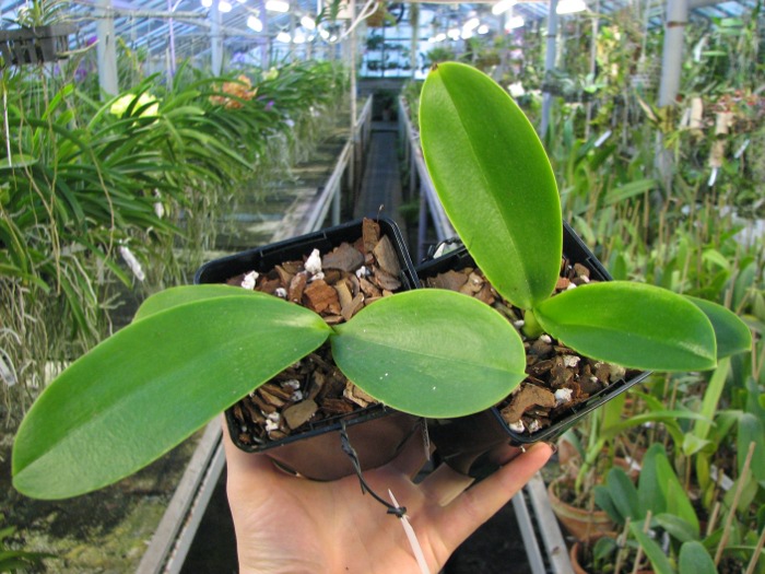 Phalaenopsis Natasha 'Aiko'.JPG