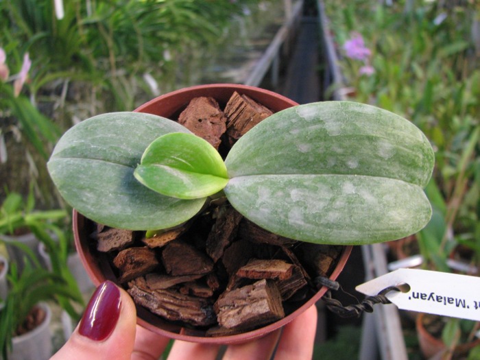 Phalaenopsis Auspice Knight 'Malayan'.JPG
