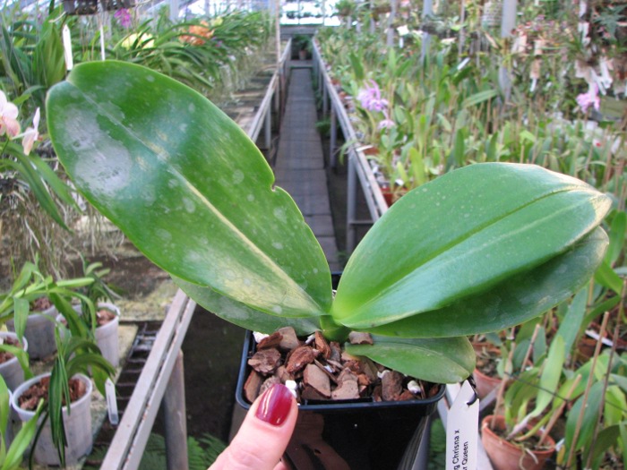 Phalaenopsis Tzu Chiang Chrisna x Phalaenopsis LD's Bear Queen.JPG