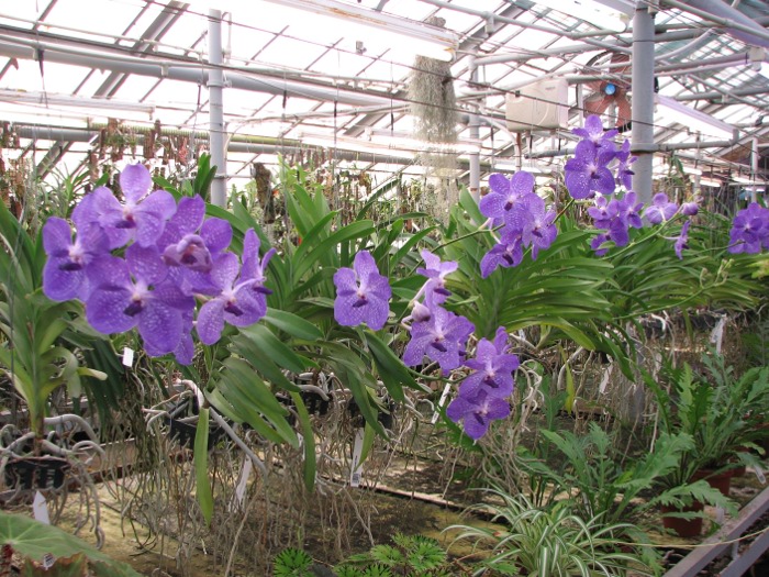 Vanda Sansai Blue.JPG