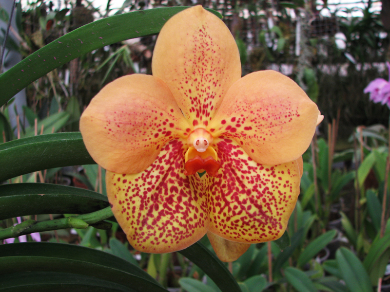 Vanda Thananprai x Ascocenda Fuchs Sunset - Dr Anek.jpg