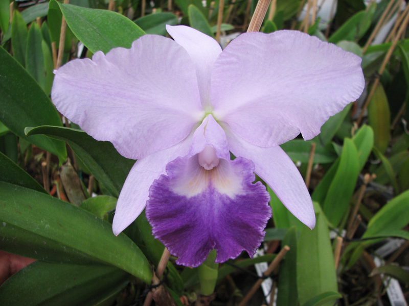 Laeliocattleya Sierra Skies 'Leone'.jpg