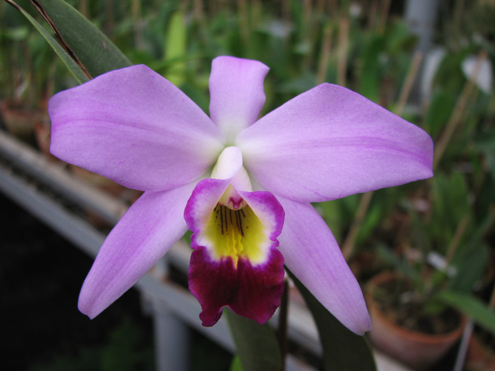 Laelia anceps guerrero x Laelia sincorana.jpg