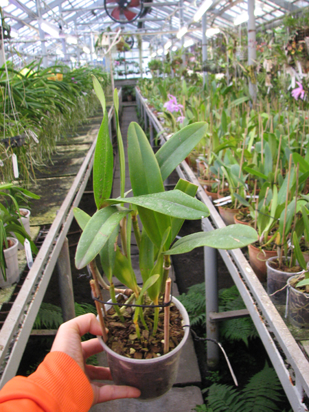 Cattleya (Penny Kuroda x Corcovado).jpg