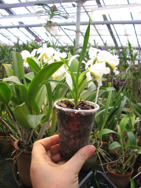Cymbidium Kiwi Midnight.jpg