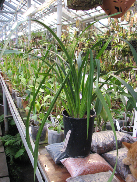 Cymbidium Kiwi Midnight.jpg