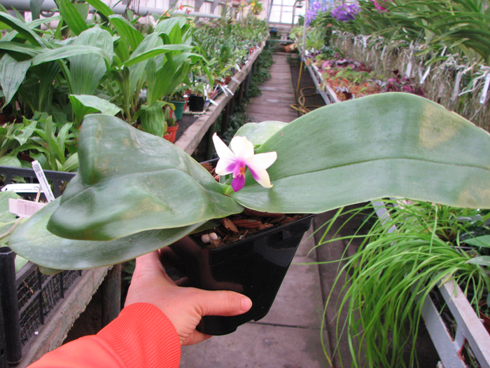 Phalaenopsis bellina.jpg