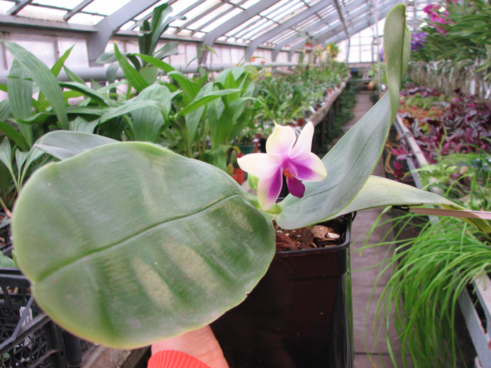 Phalaenopsis bellina.jpg