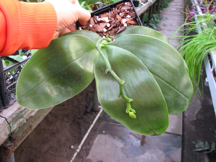 Phalaenopsis bellina.jpg