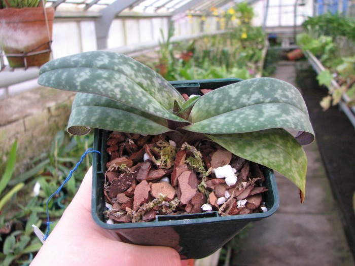 Paphiopedilum bellatulum.JPG