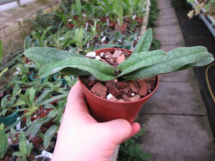 Paphiopedilum bellatulum x spicerianum.JPG
