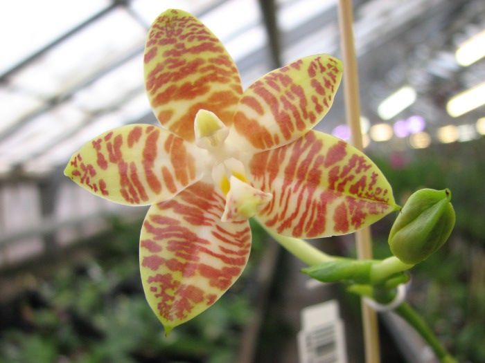 Phalaenopsis amboinensis var. flavida1.JPG